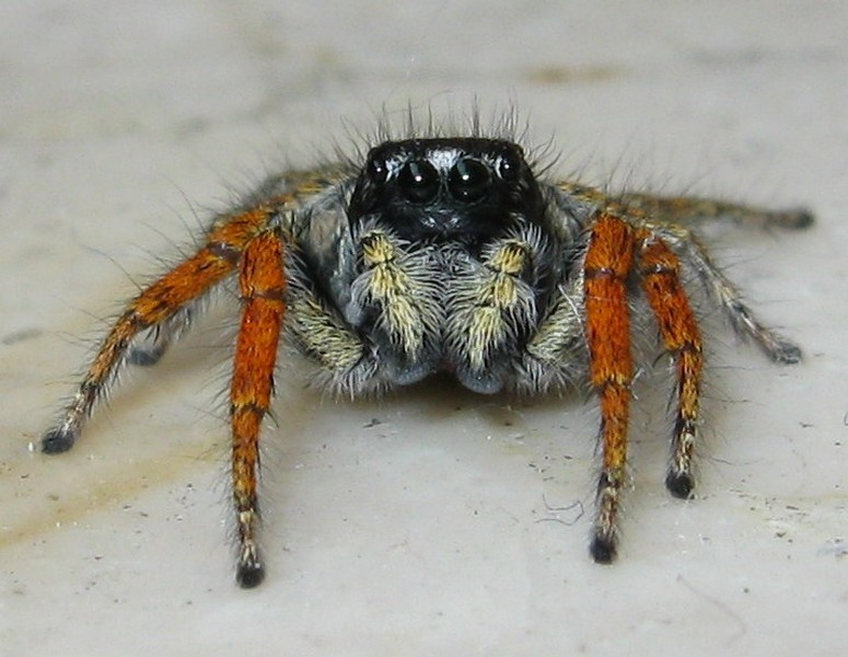 Il mo primo Philaeus chrysops